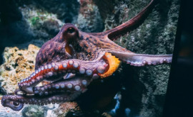 Обнаружено удивительное сходство мозга человека и осьминога