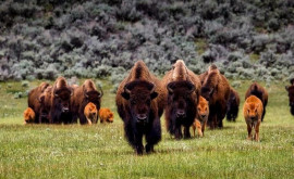 Mai mulți turiști atacați de bizoni în Parcul Național Yellowstone din SUA