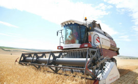 Tendințe alarmante în recoltarea cerealelor în sudul Moldovei