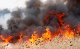 Incendii de vegetație în stînga Nistrului Un cîmp cu grîu afectat