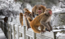Maimuțele sălbatice îi terorizează pe locuitorii unui oraș din Japonia