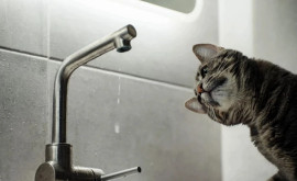 De la o luni fără apă la robinet Ce consumatori vor avea de suferit de deconectări