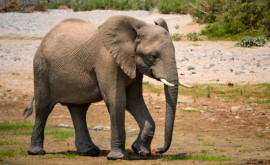 La grădina zoologică din Zürich un virus redutabil umple cimitirul elefanţilor