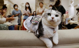 În Japonia au creat haine cu ventilatoare portabile pentru pisici și cîini