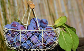 Mai multe tone de prune timpurii moldovenești exportate pe parcursul lunii iulie