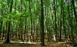 Programul Naţional de Împădurire prioritate absolută pentru silvicultori