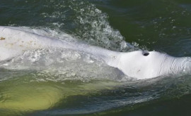 Beluga rătăcită în apele Senei a murit în timpul tentativei de salvare