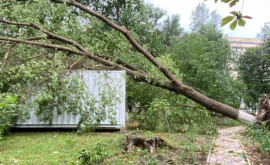 Chișinăul a rămas fără circa 3000 de copaci în urma furtunii de săptămîna trecută