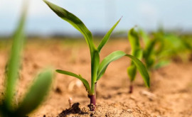 Всемирный банк выделил 31 млн долларов на поддержку ресурсосберегающего сельского хозяйства