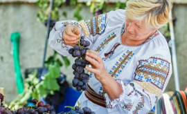 Виноградари ожидают лучшего урожая после крупных инвестиций