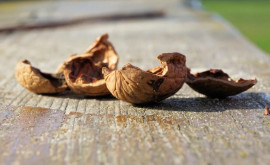 Предупреждение Premier Energy Собирать орехи с деревьев вблизи линий электропередачи чрезвычайно опасно