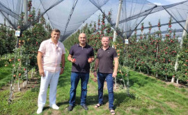 Comercianți din Emiratele Arabe Unite vor achiziţiona fructe moldoveneşti