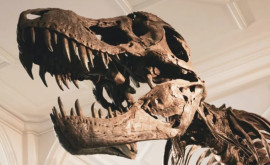 В Зимбабве обнаружили древнейшего африканского динозавра