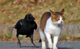 Bătălie între o pisică o cioară și un cîine pentru o conservă pentru pisici