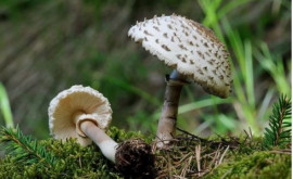 В прошлом году грибами отравились 180 человек