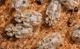 Кишинёв атакуют неизвестные насекомые специалисты выясняют степень их опасности