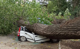 В Кишиневе два высоких дерева рухнули на машины
