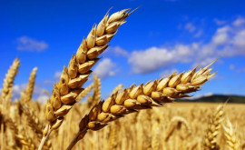 Licitația de achiziție a grîului pentru rezerva statului a eșuat