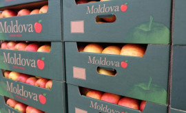 Молдавские производители изучат потенциал экспорта яблок на рынок Египта