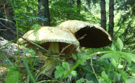 Начался сезон грибов и отравлений