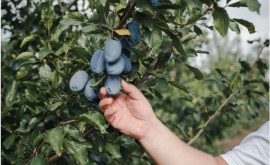 Producătorii autohtoni exportă cantități tot mai mari de fructe în UE
