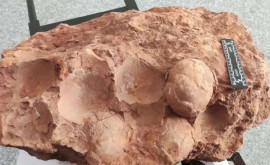 На востоке Китая нашли окаменелые яйца динозавра возрастом 80 млн лет