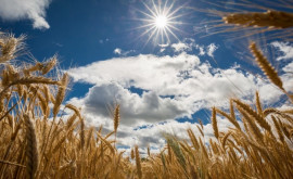 România a facilitat tranzitul de cereale din Ucraina