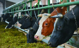 Crescătorii de vite din Moldova sînt afectați de secetă și inflație