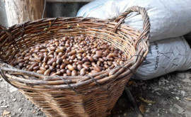 Moldsilva recoltează semințele pentru obținerea puieților pentru plantare