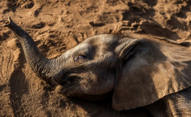 Peste 200 de elefanţi au murit în ultimele luni în Kenya unde este cea mai puternică secetă din ultimii 40 de ani
