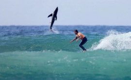 Îngrozitor de aproape Un rechin uriaș fotografiat în spatele unui surfer