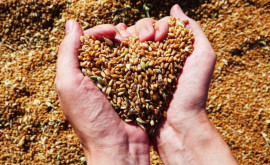 Turcia vrea să hrănească gratuit țările sărace cu cereale rusești
