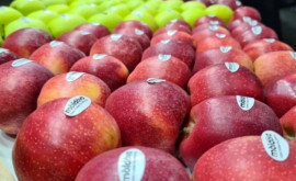 Как обстоят дела с экспортом молдавских яблок 