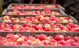 Ce cantitate de mere este stocată în depozitele de fructe din Moldova 