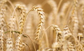 Молдова в топе пяти поставщиков пшеницы в ЕС