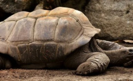 Jonathan cea mai bătrînă ţestoasă din lume împlineşte 190 de ani