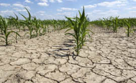 Эксперты Молдова еще долго будет ощущать последствия засухи прошлого лета 
