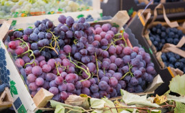 Exportul de fructe și legume moldovenești în UE între standarde și exigențe