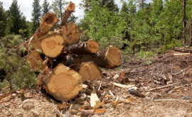 Незаконная вырубка леса Реакция Moldsilva после обысков