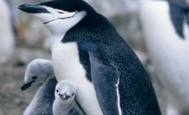 Антарктическим пингвинам предрекли вымирание к 2100 году