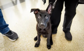 Безжалостно брошенного в аэропорту щенка усыновил нашедший его пилот