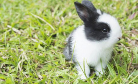 Zeci de iepuri de mai multe rase pot fi admiraţi la o grădină zoologică din apropierea Chișinăului
