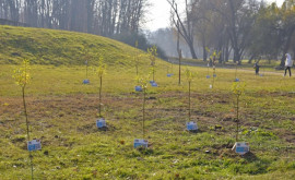 В Кишинёве продолжается посадка деревьев 