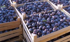 Prunele moldovenești cuceresc piața din Germania