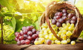Молдова резко увеличила экспорт винограда в страны ЕС