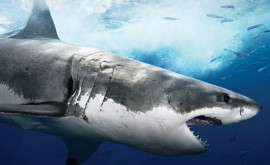 Bătaie între un cîine și un rechin în apropiere de Bahamas