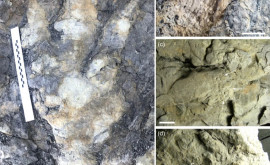 Археологи обнаружили самый большой след динозавра 