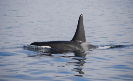 В мире животных Косатка усыновила детеныша круглоголового кита 