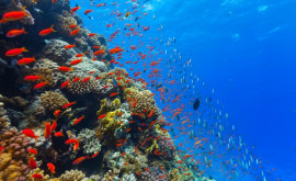 Более сотни стран достигли исторического соглашения о защите Мирового океана 