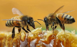 Cercetătorii au stabilit că albinele pot rezolva puzzleuri